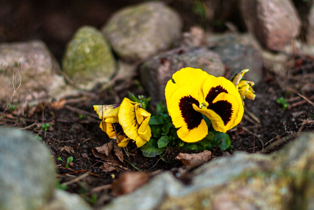 Co posadzić w sierpniu? Warzywa, kwiaty i zioła do ogrodu oraz donic